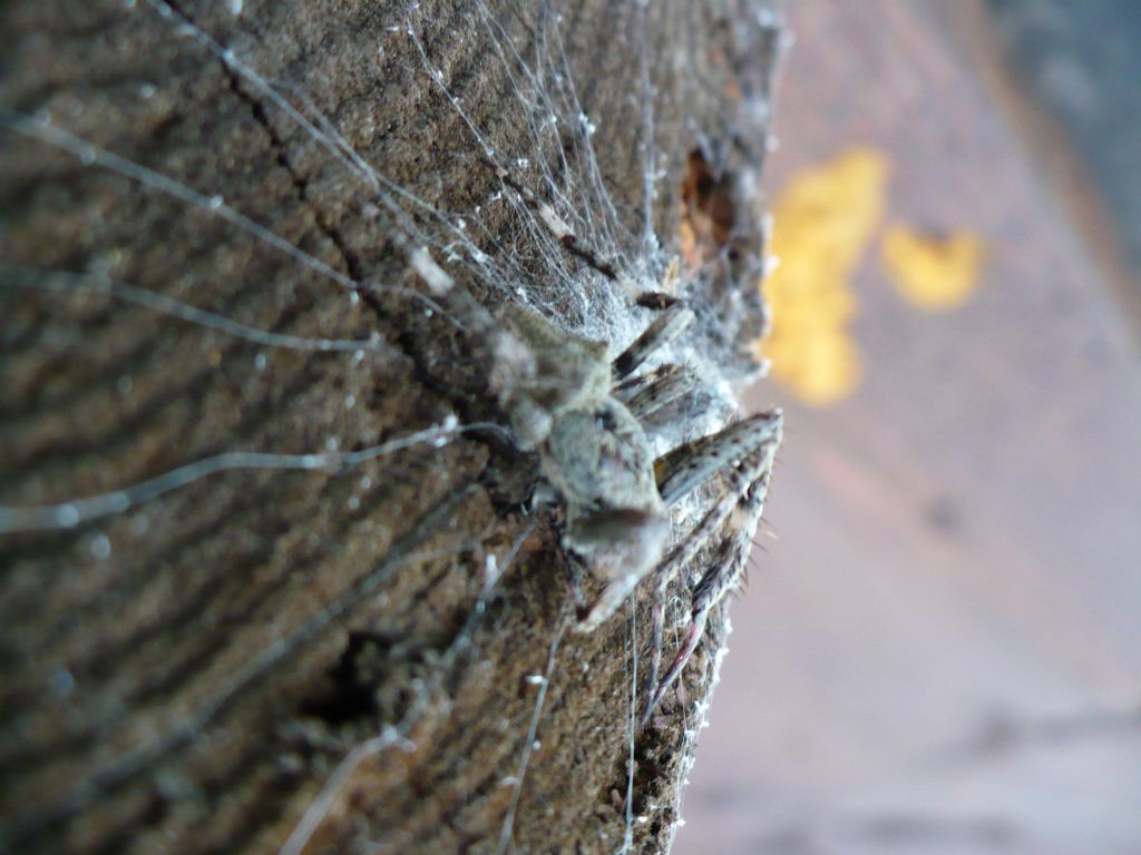 Araneus cf. angulatus - Morello (FI)